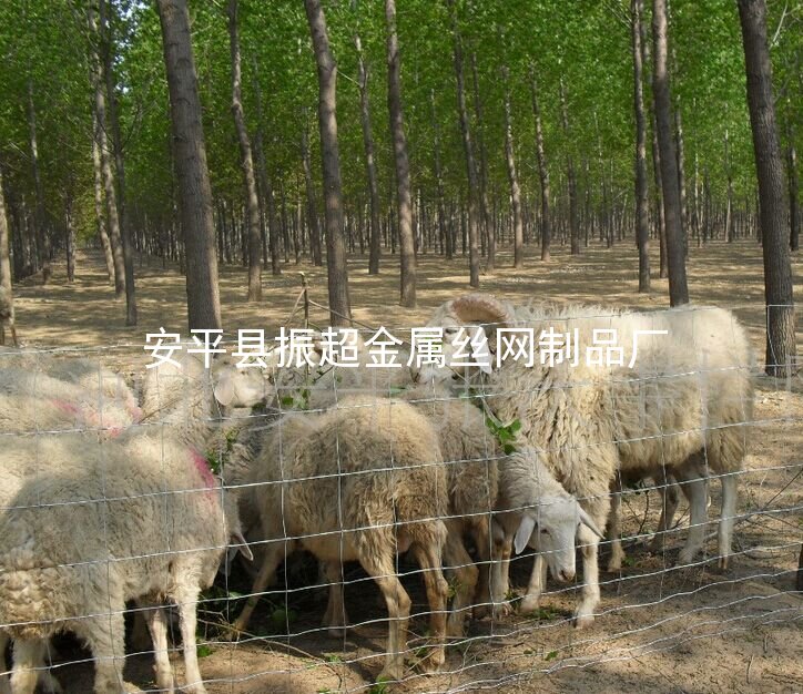 養殖防護網 養羊鐵絲網-http://www.mh1831.com
