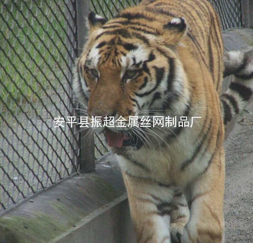 老虎防護網 動物用鐵絲網-安平縣振超金屬絲網制品廠www.mh1831.com