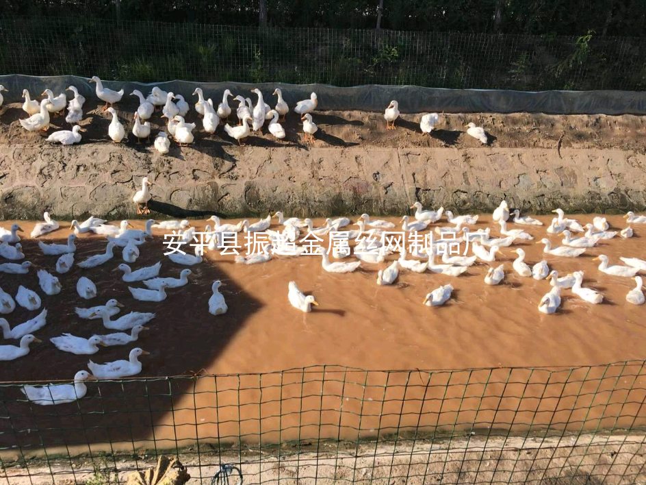 圈圍鴨子圍網(wǎng)-www.mh1831.com
