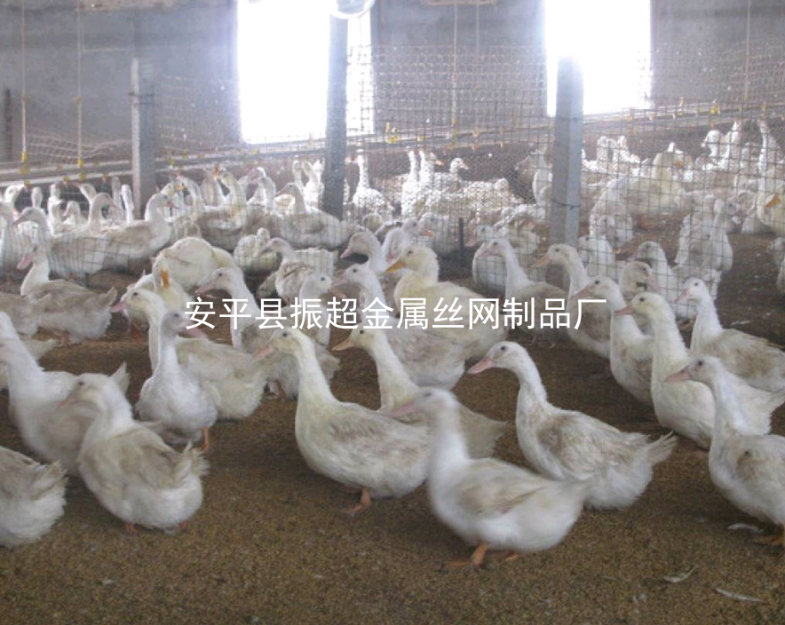 圈鴨鐵絲網(wǎng)，圈鴨圍擋-www.mh1831.com