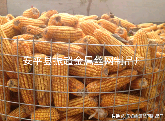 圈玉米-www.mh1831.com