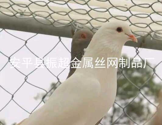 圈鴿子圍網(wǎng)，鴿子籠-www.mh1831.com