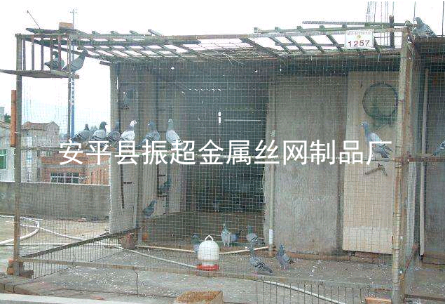 圈鴿子圍擋圍網(wǎng)，鴿子圍欄-www.mh1831.com